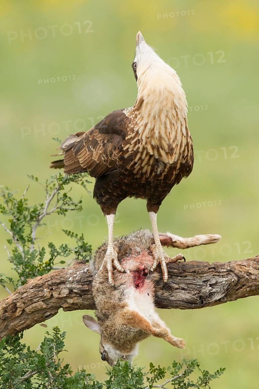 Northern Crested Caracara (Caracara cheriway), Texas, USA