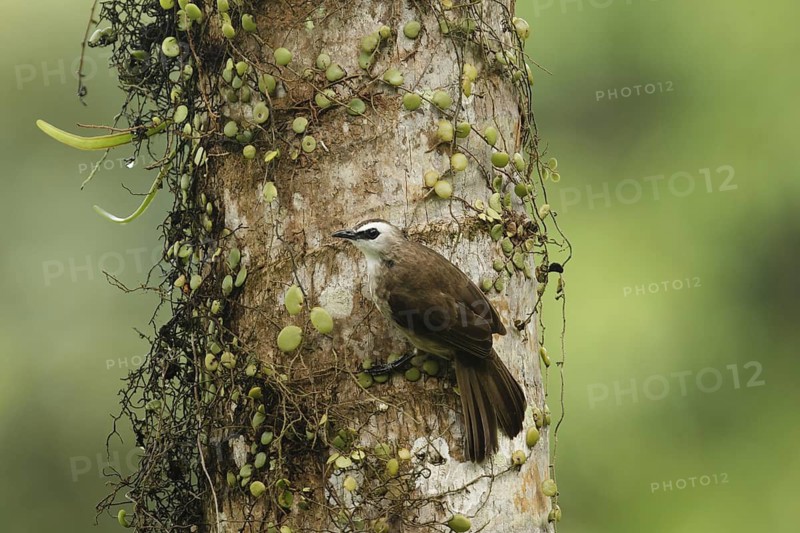 Yellow-vented Bulbul (Pycnonotus goiavier), Singapore