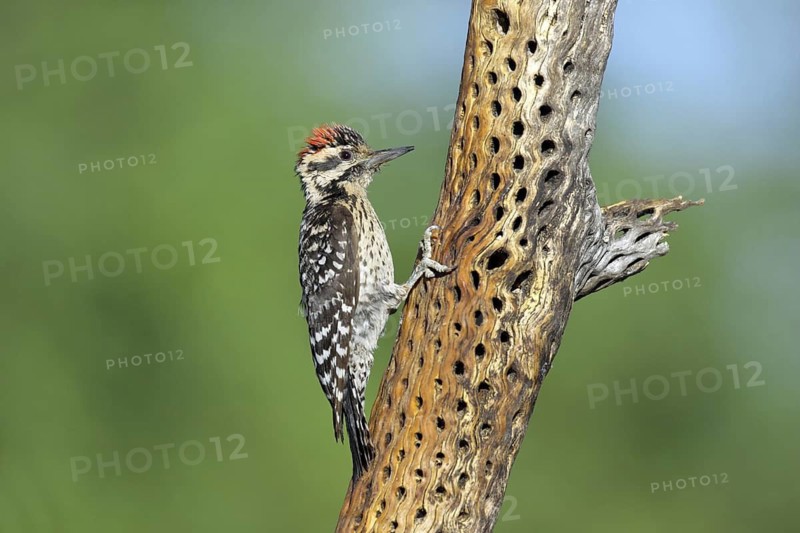 Ladder-backed Woodpecker Picoides scalaris Amado, Santa Cruz County, Arizona, United States 7 May Adult Male PICIDAE