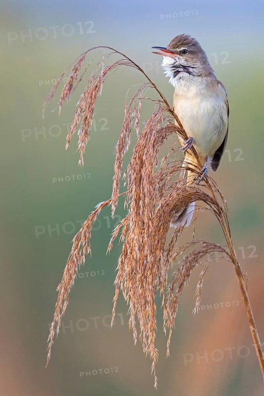 Drosselrohrsänger, Great Reed Warbler, Great Reed-Warbler, Acrocephalus arundinaceus, Rousserolle turdoïde, Carricero Tordal