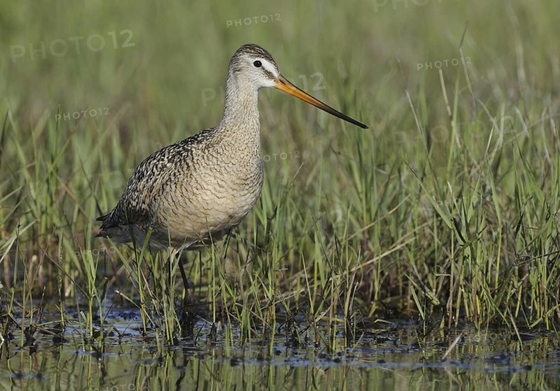 Marbled Godwit (Limosa fedoa), Texas, USA