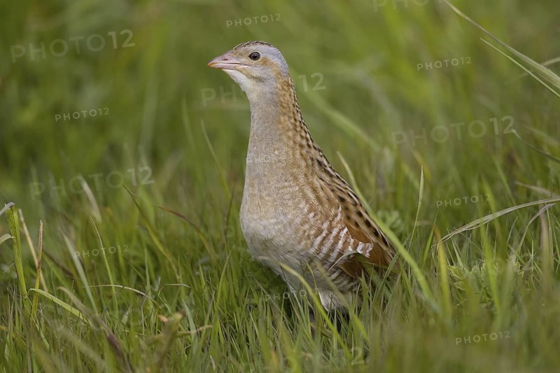 Corn Crake (Crex crex), Scotland, United Kingdom
