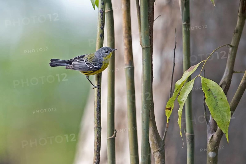 Magnolia Warbler (Setophaga magnolia) juvenile perched on a branch, Peten, Guatemala