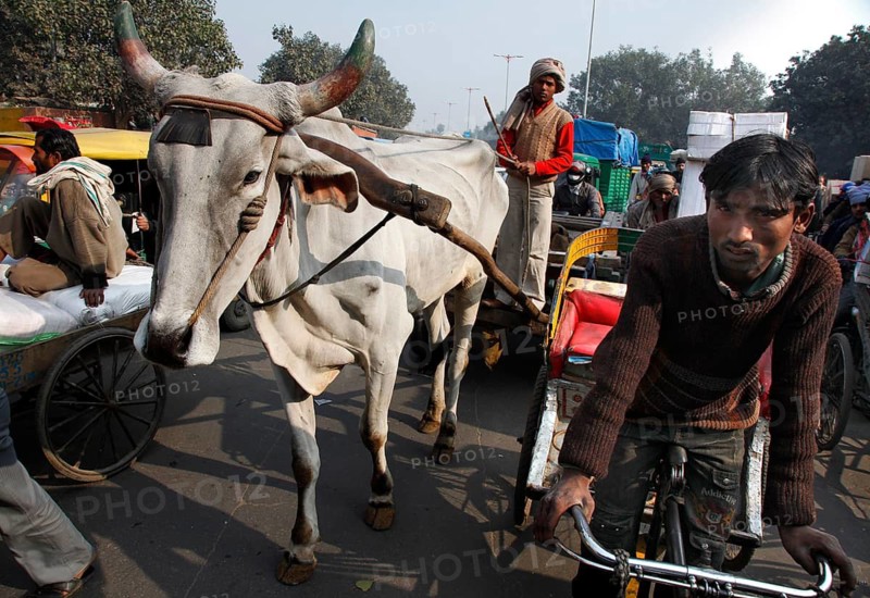 New Delhi, India, 14.01.10 - Ox-cart, bikers, rickshaws and cars on a road junction in Neu-Dehli, India