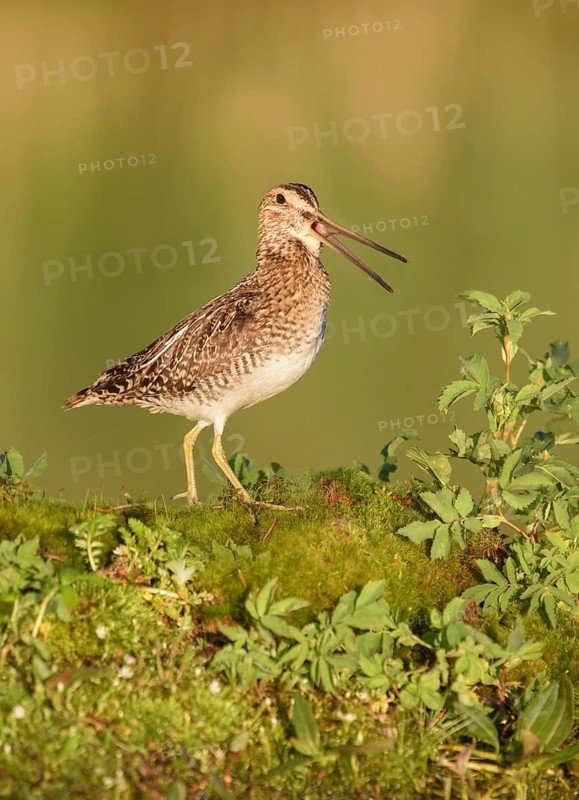 Wilson's Snipe (Gallinago delicata) calling, perched on the ground, British Columbia, Canada
