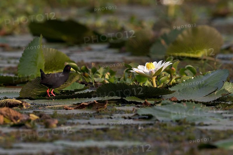 Black Crake (Amaurornis flavirostra) foraging, Semuliki National Park, Uganda