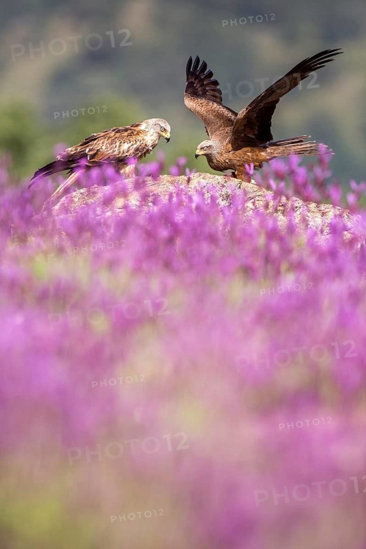 Red Kite & Black Kite (Milvus milvus & Milvus migrans), Madrid, Spain