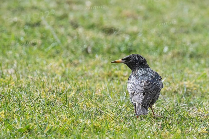 Starling (Sturnus vulgaris), Emsland, Lower Saxony, Germany