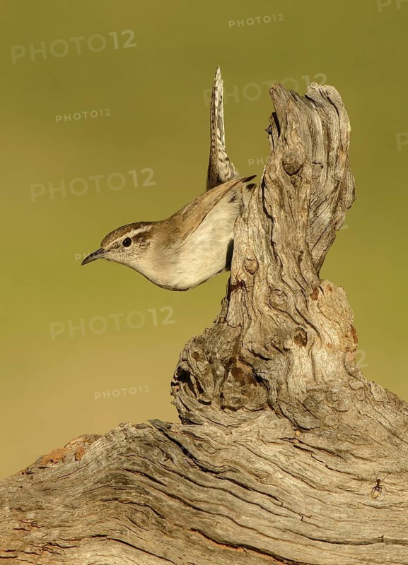 Bewick's Wren (Thryomanes bewickii), Texas, USA