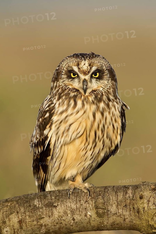Short-eared Owl (Asio flammeus), British Columbia, Canada