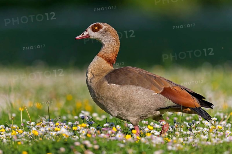 Egyptian goose, (Alopochen aegyptiacus), animals, birds, geese, biotope, habitat, foraging in flower meadow, Neckarau cemetery, Mannheim, Baden-Württemberg, Germany