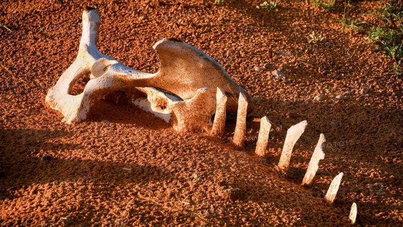 Saudi Arabia, camel bones in the desert, desert sand, Middle East