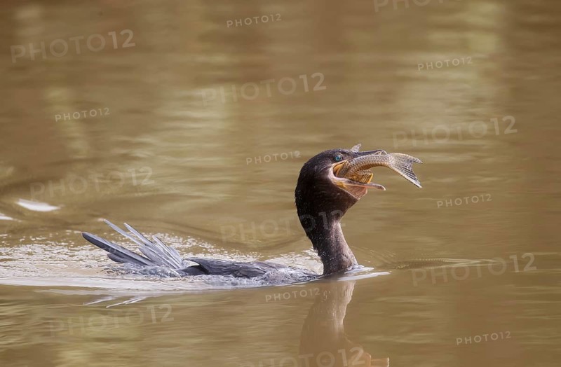 Neotropic Cormorant (Phalacrocorax brasilianus) with fish prey in beak, Pantanal, Brazil