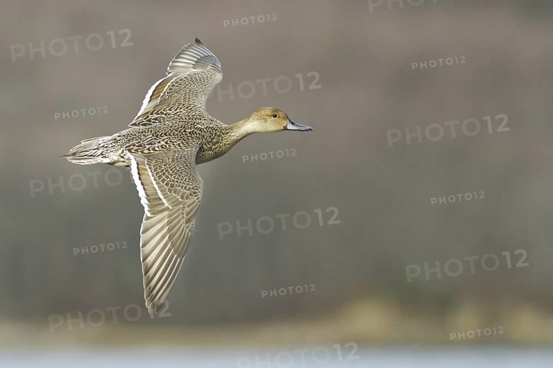Northern Pintail (Anas acuta) female flying, British Columbia, Canada