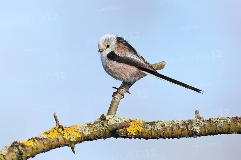 Long-tailed Tit (Aegithalos caudatus) perched on a branch, Mecklenburg-Western Pomerania, Germany