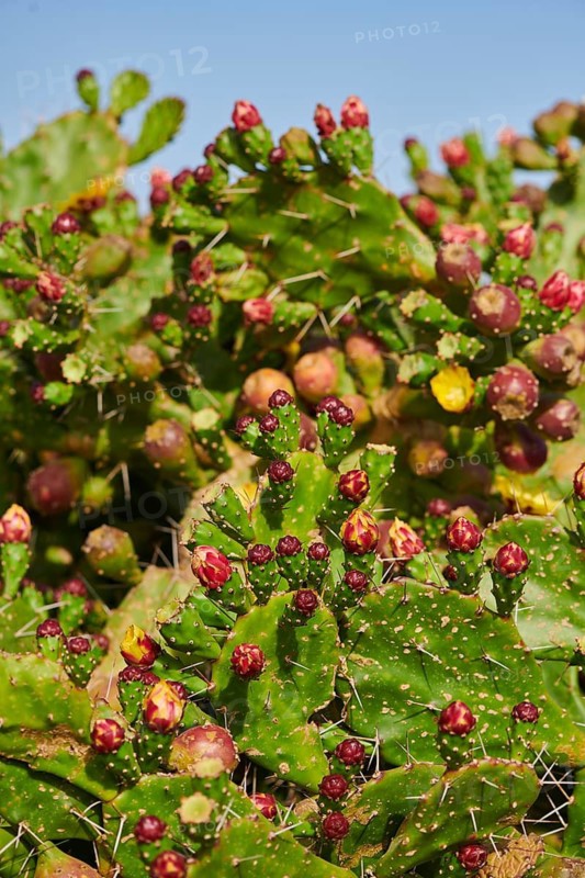 Indian fig opuntia (Opuntia ficus-indica) blossoms and fruits, ebro delta, Catalonia, Spain