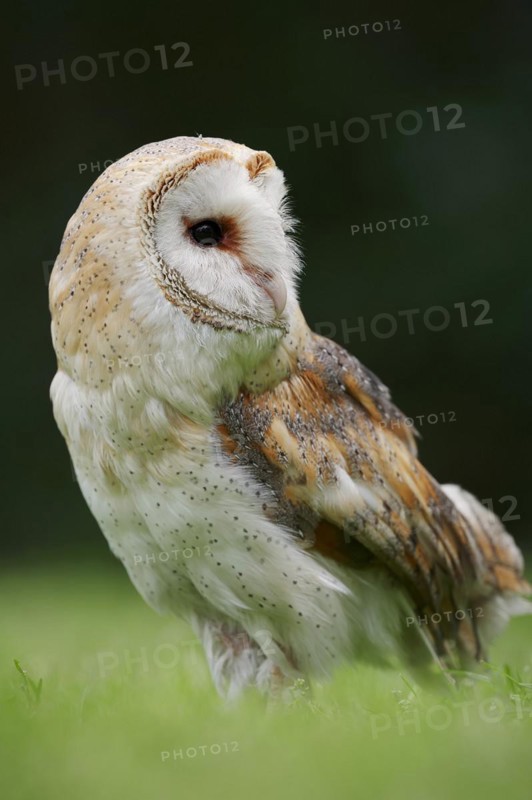 Barn owl (Tyto alba), captive, North Rhine-Westphalia, Germany