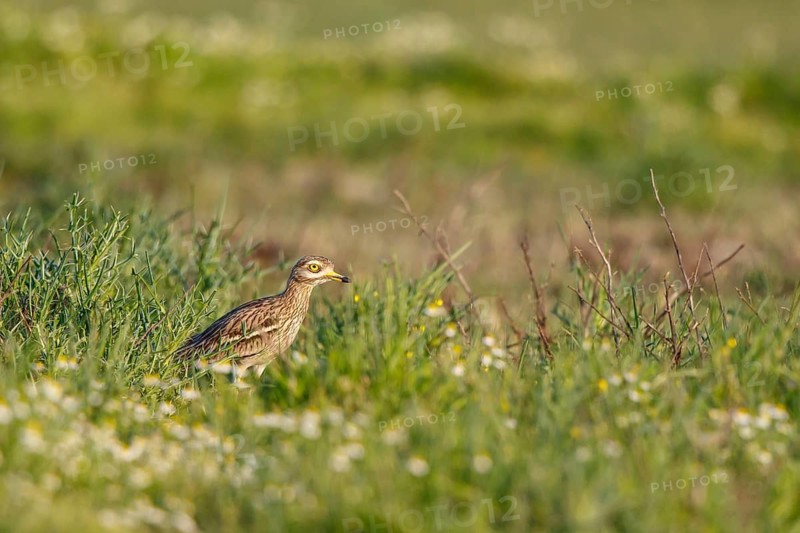 Eurasian Stone-curlew (Burhinus oedicnemus) perched on the ground, Lesvos, Greece