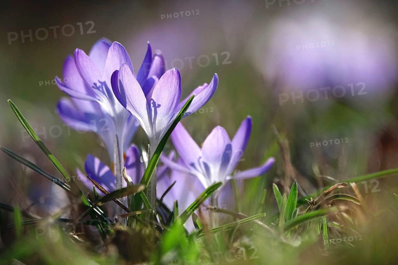 Beautiful crocus blossom at the beginning of March, Germany