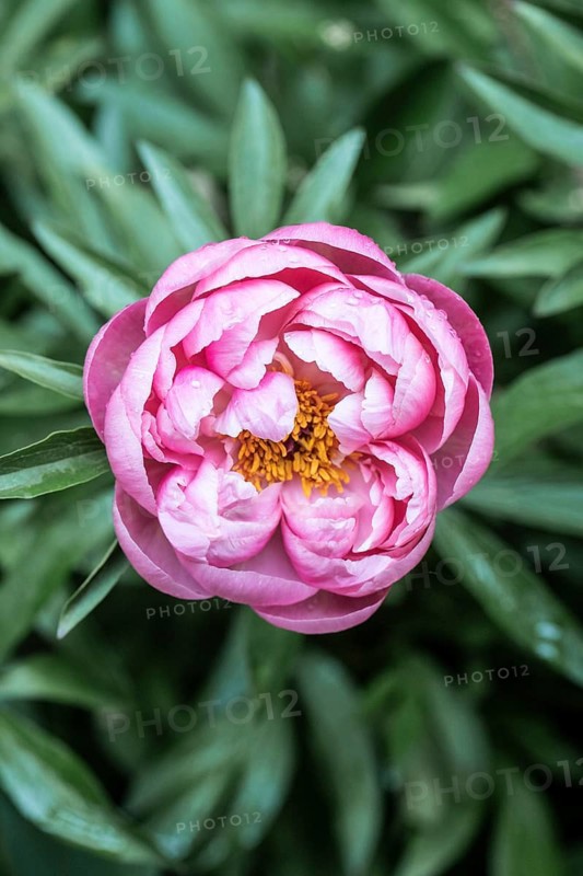 Peony (Paeonia Coral Charm), Emsland, Lower Saxony, Germany