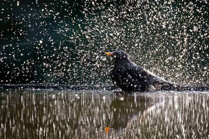 Common Blackbird (Turdus merula) male bathing, Hungary