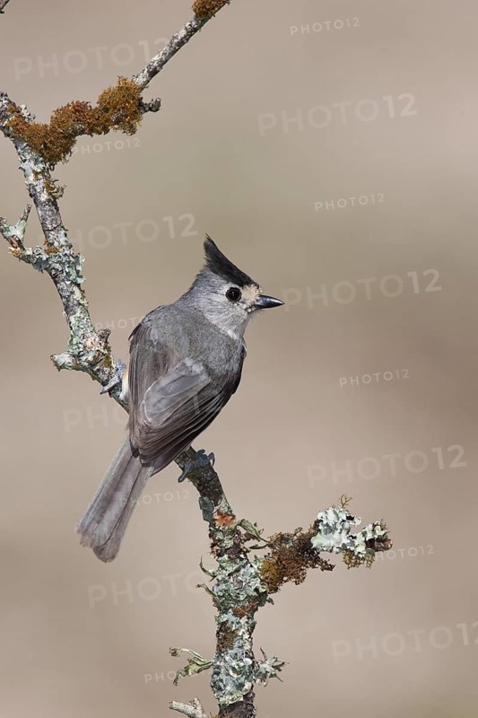 Black-crested Titmouse (Baeolophus atricristatus), Texas, USA
