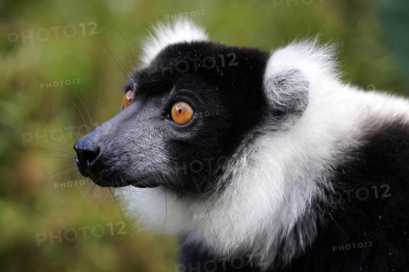 Lemur, Madagascar, Black-and-white ruffed lemur, (Lemur catta), National Park, Madagascar
