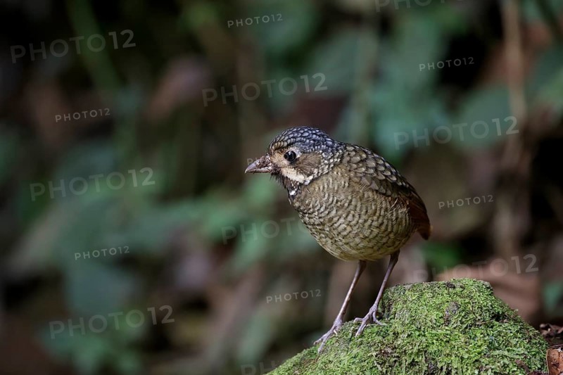 Variegated Antpitta (Grallaria varia), Atlantic rainforest, Brazil