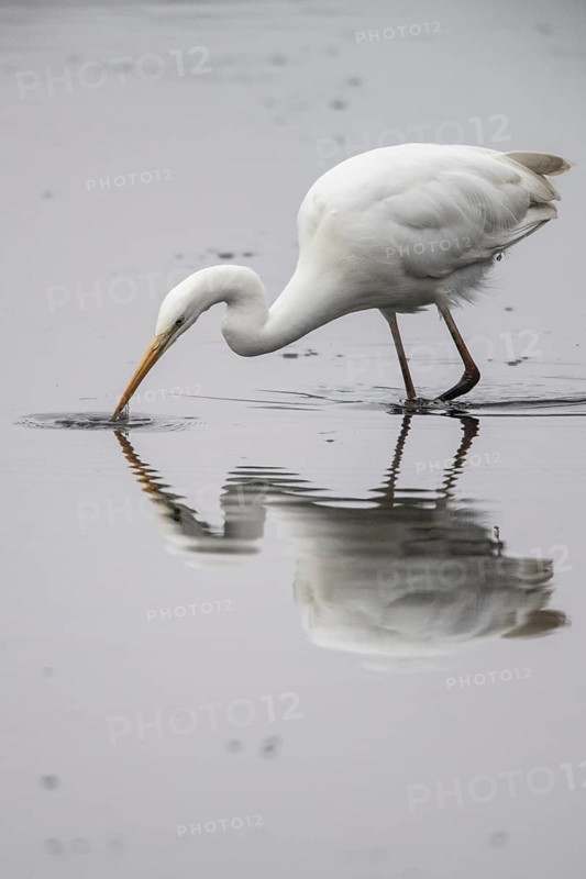 Great White Egret (Ardea alba), Emsland, Lower Saxony, Germany