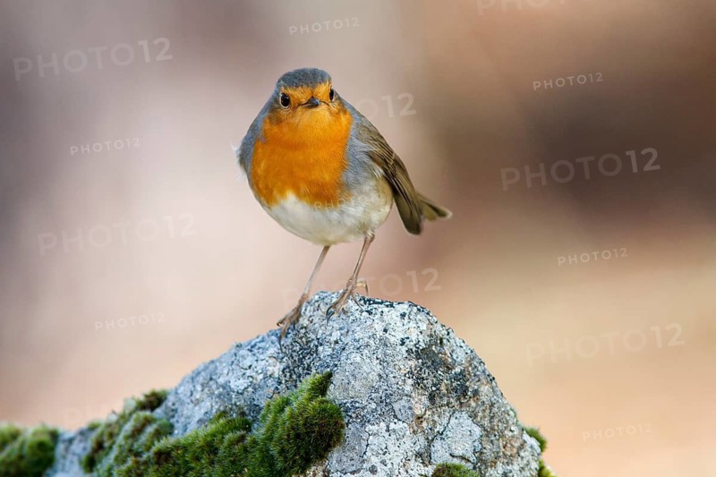 European Robin (Erithacus rubecula), perched on a stone, Galicia, Spain
