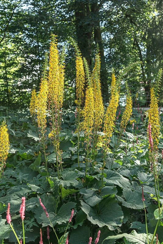 Candle gold bulb (Ligularia 'Zepter'),  Austria