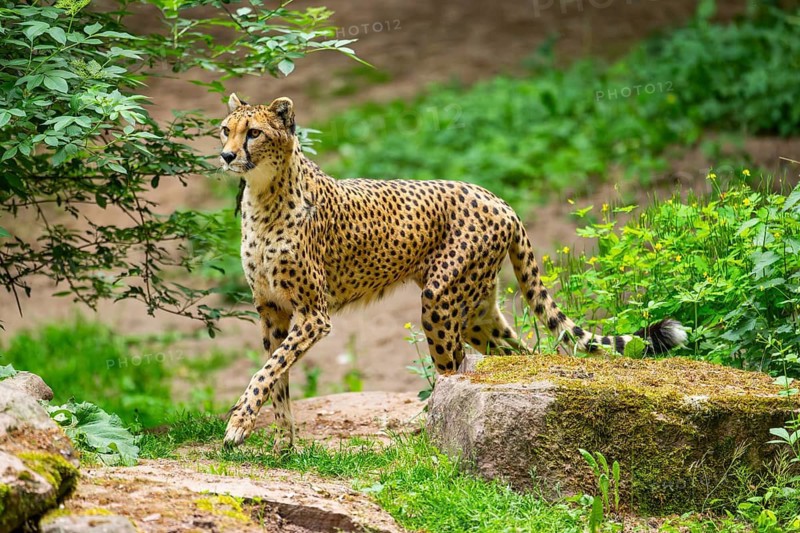 Cheetah (Acinonyx jubatus) walking around on the ground, Germany