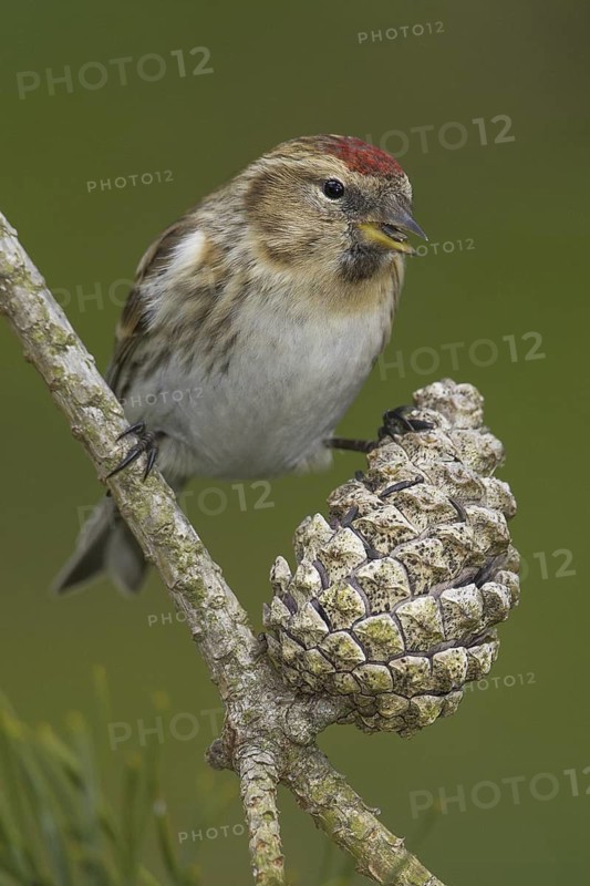 Lesser Redpoll (Acanthis cabaret), Wales, United Kingdom
