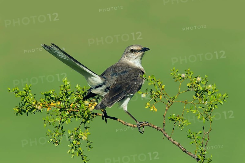 Northern Mockingbird Mimus polyglottos Tucson, Pinal County, Arizona, United States 3 June Adult Mimidae