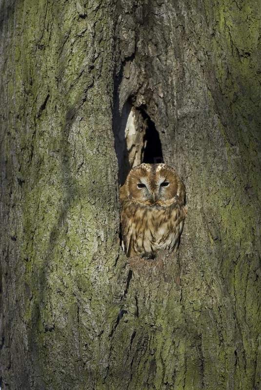 Tawny Owl (Strix aluco), Saxony, Germany