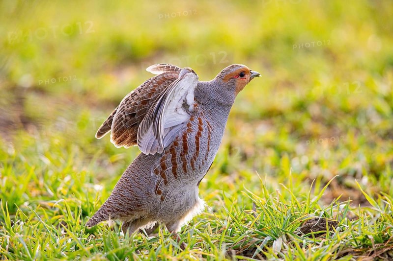 Grey partridge (Perdix perdix) Germany