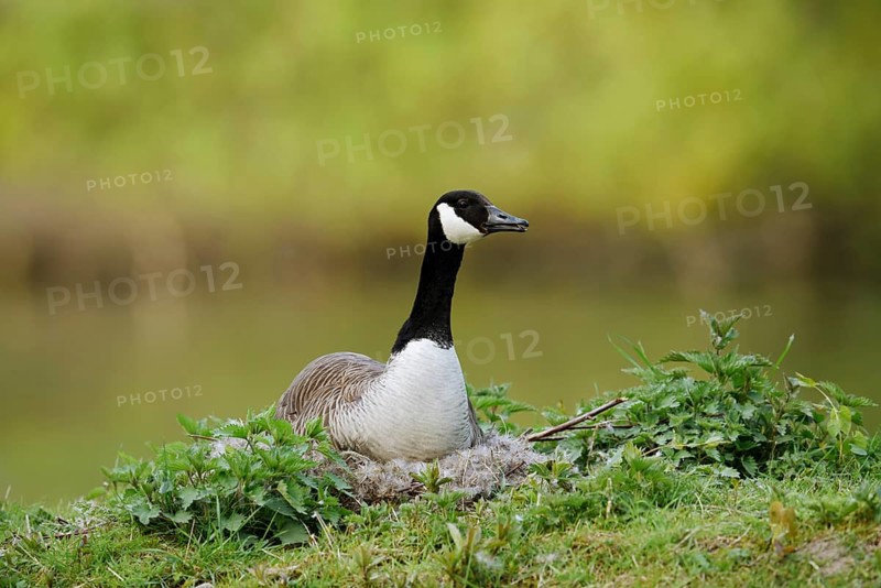 Canada goose (Branta canadensis) sitting brooding on the nest, North Rhine-Westphalia, Germany