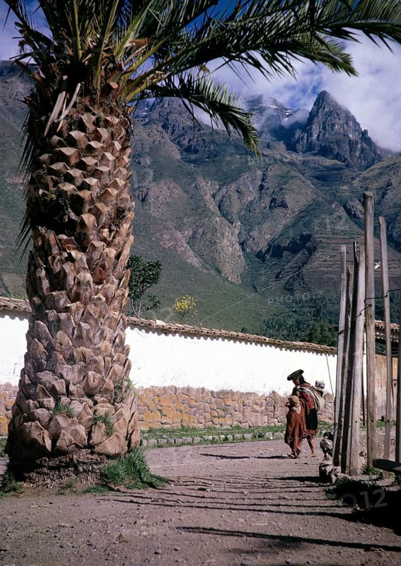 Woman carrying infant and walking past palm tree with child, Calca, Cusco region, Peru, South America, 1962