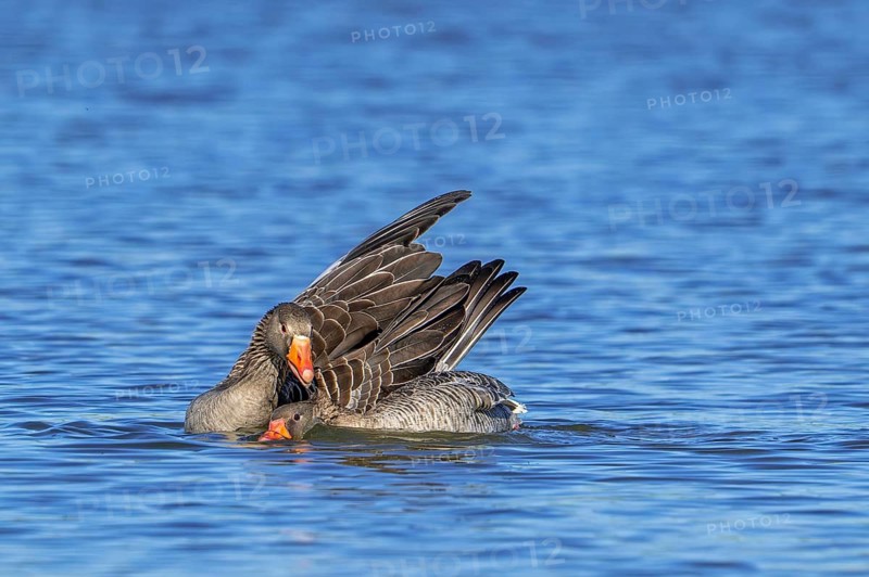 Greylag geese, graylag goose (Anser anser) pair swimming in pond and showing mating behaviour by male biting neck of female in late winter, spring