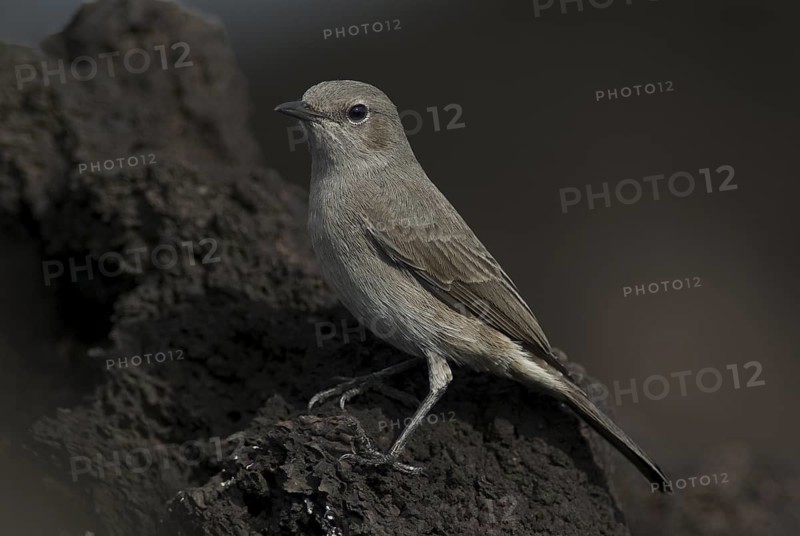 Sombre Rock Chat (Oenanthe dubia), Ethiopia