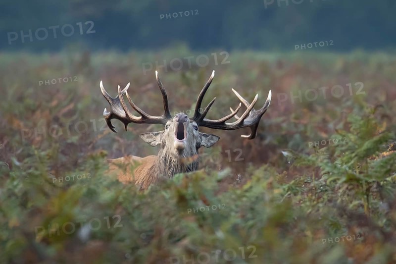 Red deer (Cervus elaphus) adult male stag mammal roaring during the rutting season amongst bracken in autumn, England, United Kingdom