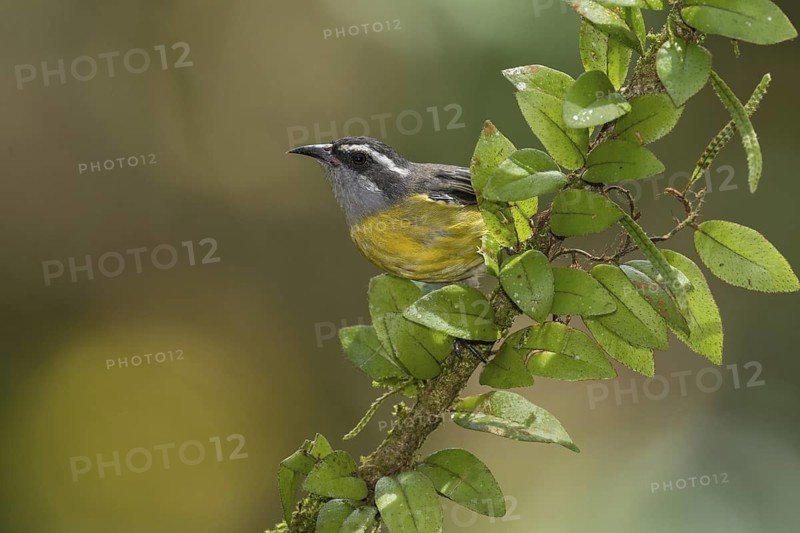 Bananaquit (Coereba flaveola), Costa Rica