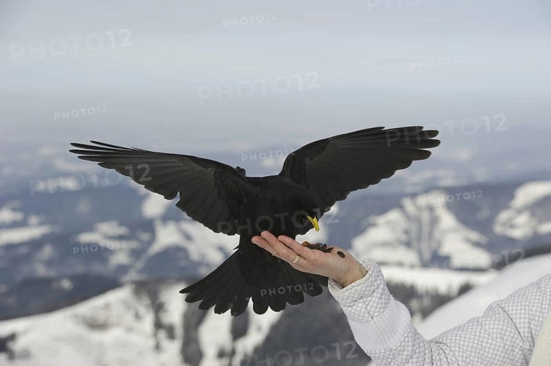 Alpine Chough (Pyrrhocorax graculus) flying, Bavaria, Germany