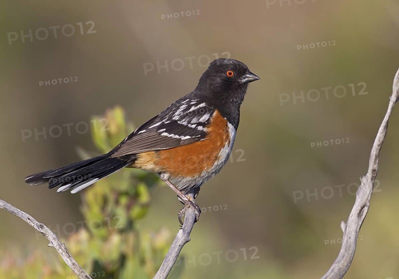 USA, California, March