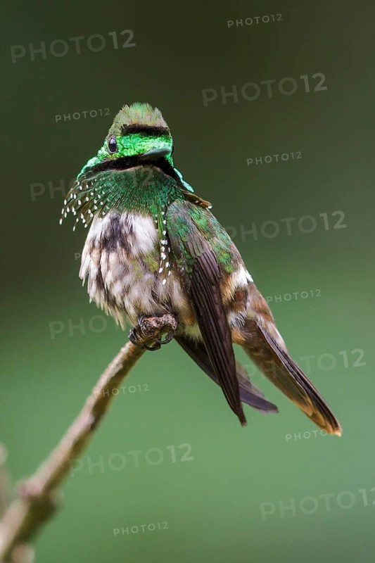 Festive Coquette (Lophornis chalybeus) perched on a branch in the Atlantic rainforest of southeast Brazil