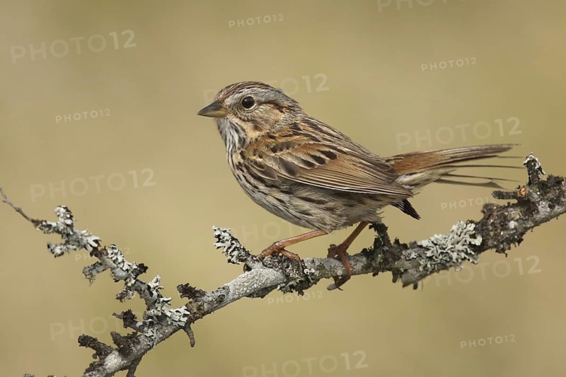 Lincoln's Sparrow (Melospiza lincolnii), Ohio, USA