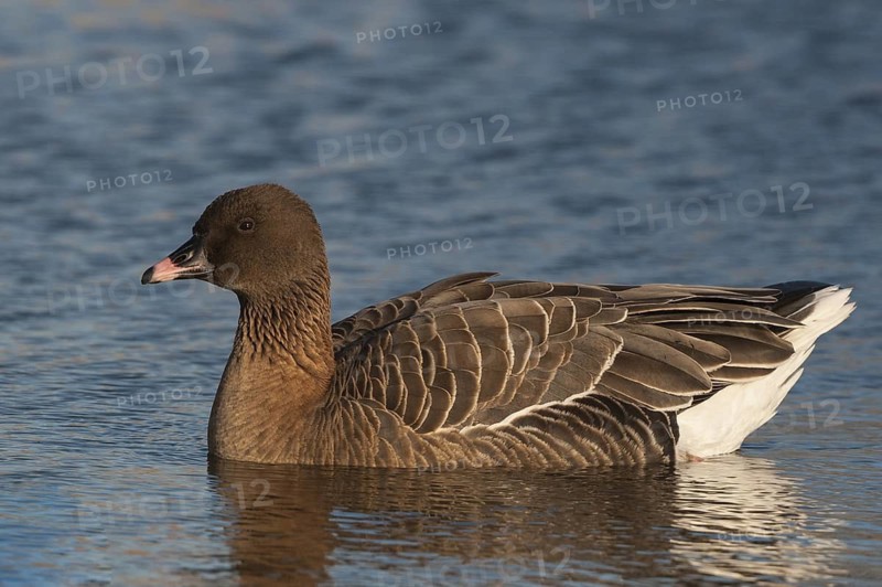 Pink-footed Goose (Anser brachyrhynchus), Schleswig-Holstein, Germany