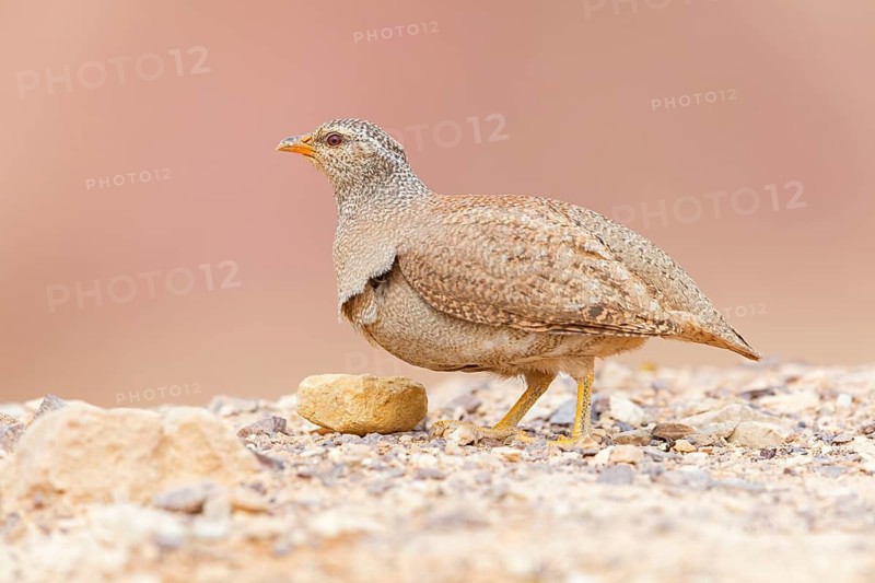 Arabian partridge, (Ammoperdix heyi), animal, animals, bird, birds, sand partridge, partridges, Israel