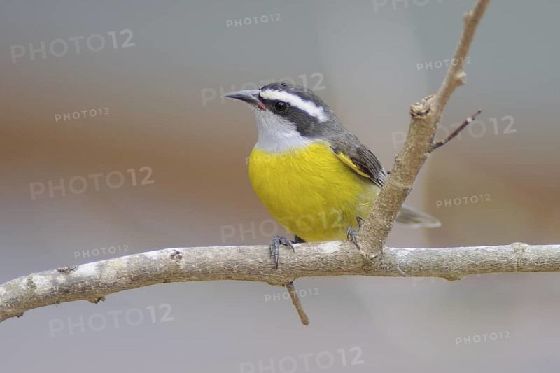 Bananaquit (Coereba flaveola), Pantanal, Brazil