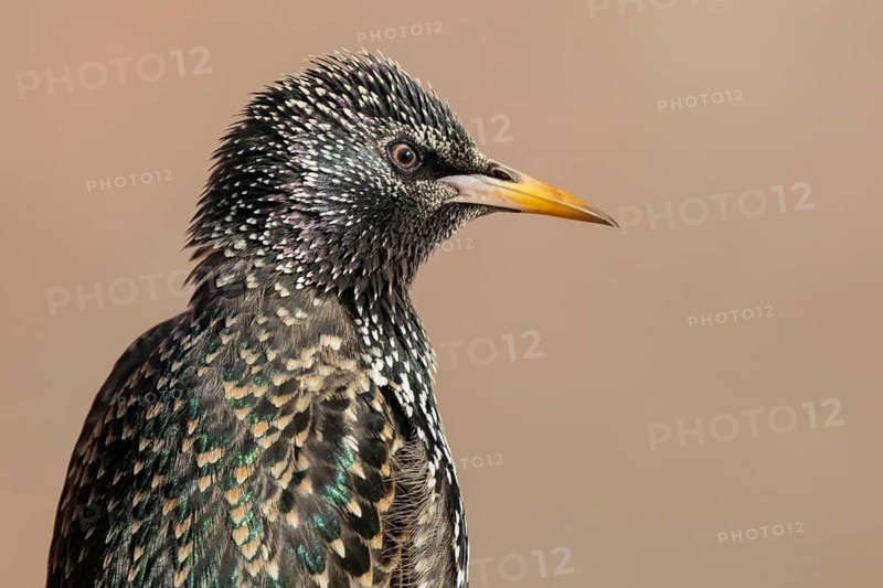Common Starling (Sturnus vulgaris), Lower Saxony, Germany